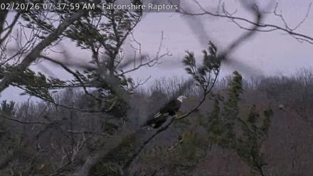 West Michigan Eagles Nest Live Cam - Feb 20, 2026, 7:38am EST