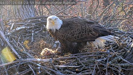 West Michigan Eagles Nest Live Cam - Apr 7, 2026, 8:25am EDT
