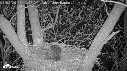 West Michigan Eagles Nest Live Cam - May 3, 2026, 5:44am EDT