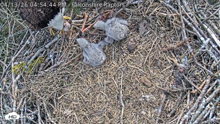 West Michigan Eagles Nest Live Cam - Apr 13, 2026, 4:58pm EDT