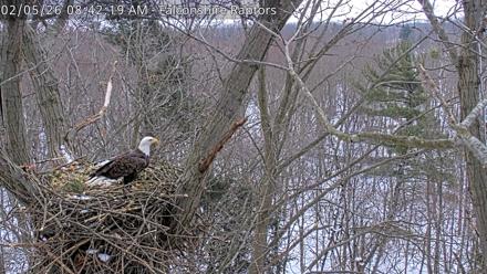 West Michigan Eagles Nest Live Cam - Feb 5, 2026, 8:42am EST