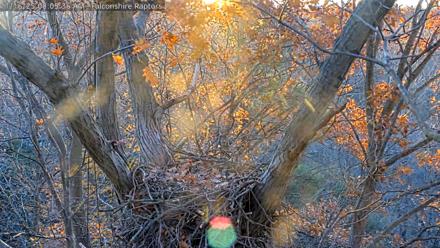 West Michigan Eagles Nest Live Cam - Nov 16, 2025, 7:58am EST