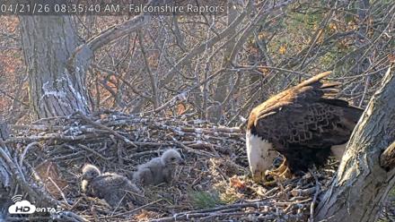 West Michigan Eagles Nest Live Cam - Apr 21, 2026, 8:36am EDT