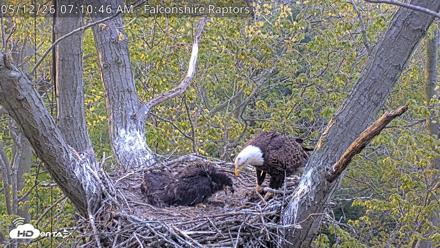 West Michigan Eagles Nest Live Cam - May 12, 2026, 7:11am EDT