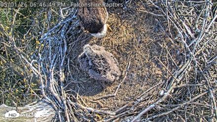 West Michigan Eagles Nest Live Cam - May 1, 2026, 6:49pm EDT
