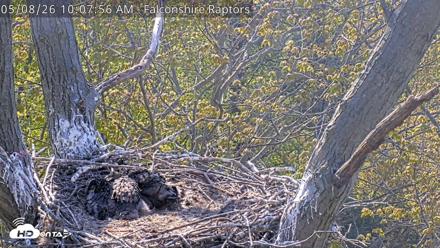 West Michigan Eagles Nest Live Cam - May 8, 2026, 10:08am EDT
