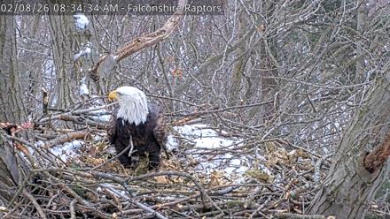 West Michigan Eagles Nest Live Cam - Feb 8, 2026, 8:35am EST