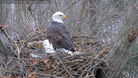 West Michigan Eagles Nest Live Cam - Dec 17, 2025, 8:28am EST