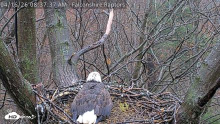 West Michigan Eagles Nest Live Cam - Apr 16, 2026, 8:38am EDT