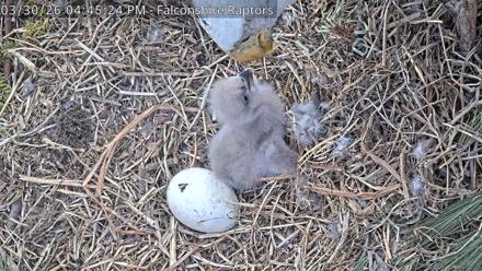 West Michigan Eagles Nest Live Cam - Mar 30, 2026, 4:46pm EDT