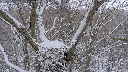 West Michigan Eagles Nest Live Cam - Dec 14, 2025, 3:38pm EST