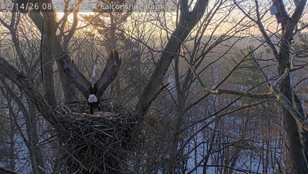 West Michigan Eagles Nest Live Cam - Feb 14, 2026, 8:26am EST
