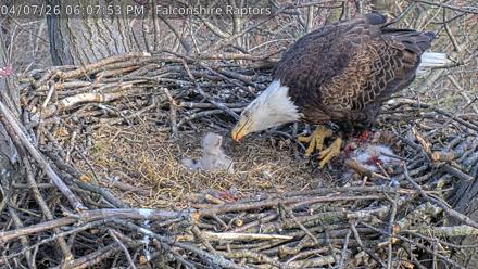 West Michigan Eagles Nest Live Cam - Apr 7, 2026, 6:08pm EDT