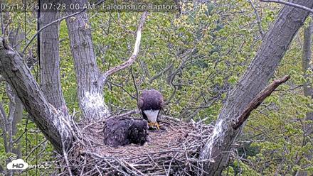 West Michigan Eagles Nest Live Cam - May 12, 2026, 7:29am EDT