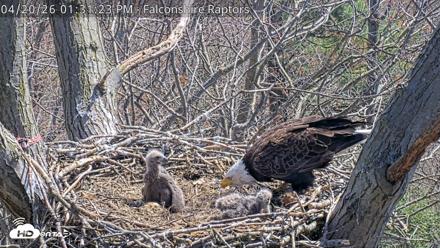 West Michigan Eagles Nest Live Cam - Apr 20, 2026, 1:32pm EDT