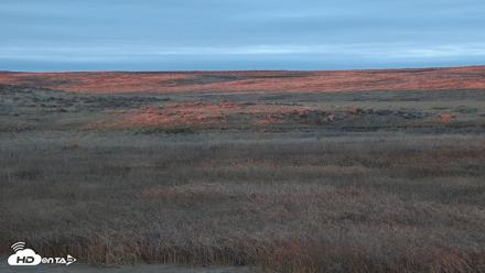American Prairie Montana Bison Live Cam - Oct 26, 2026, 5:56pm MDT