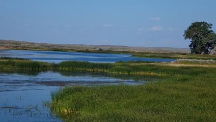 American Prairie Montana Bison Live Cam - Jul 24, 2025, 6:24pm MDT