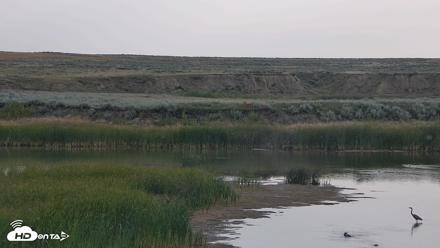 American Prairie Montana Bison Live Cam - Aug 18, 2026, 8:40am MDT