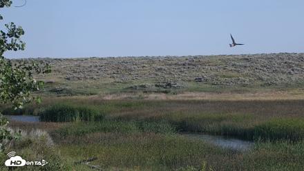 American Prairie Montana Bison Live Cam - Jul 13, 2026, 7:40am MDT