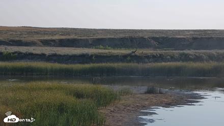 American Prairie Montana Bison Live Cam - Aug 27, 2026, 8:05am MDT