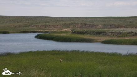 American Prairie Montana Bison Live Cam - Jun 16, 2026, 10:28am MDT