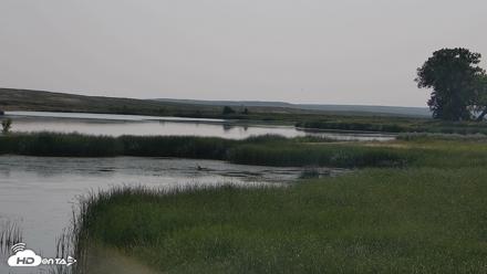 American Prairie Montana Bison Live Cam - Jul 25, 2026, 10:01am MDT