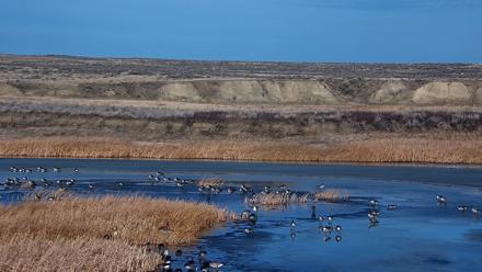 American Prairie Montana Bison Live Cam - Feb 7, 2026, 3:32pm MST