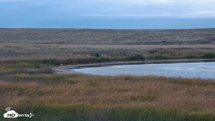 American Prairie Montana Bison Live Cam - Sep 30, 2026, 8:55am MDT
