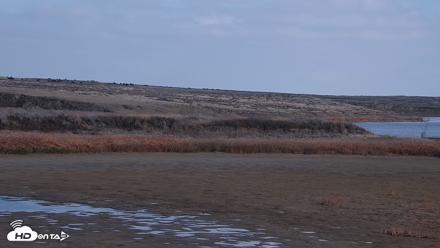 American Prairie Montana Bison Live Cam - Oct 28, 2026, 2:08pm MDT