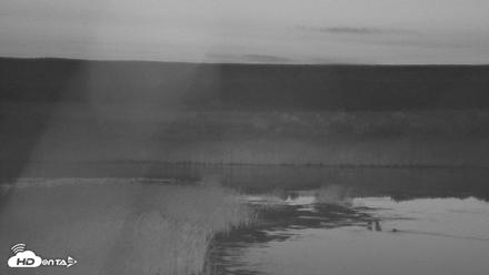 American Prairie Montana Bison Live Cam - Aug 6, 2026, 4:50am MDT