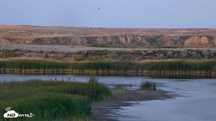 American Prairie Montana Bison Live Cam - Aug 10, 2026, 7:31pm MDT
