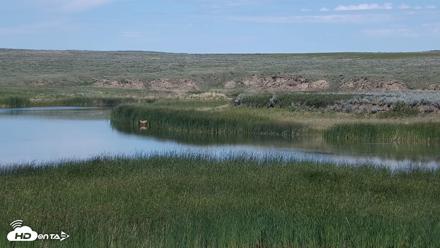 American Prairie Montana Bison Live Cam - Jul 2, 2026, 1:38pm MDT