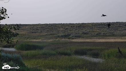 American Prairie Montana Bison Live Cam - Jul 22, 2026, 7:18pm MDT