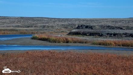 American Prairie Montana Bison Live Cam - Oct 21, 2026, 11:29am MDT