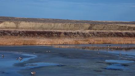 American Prairie Montana Bison Live Cam - Feb 7, 2026, 3:35pm MST