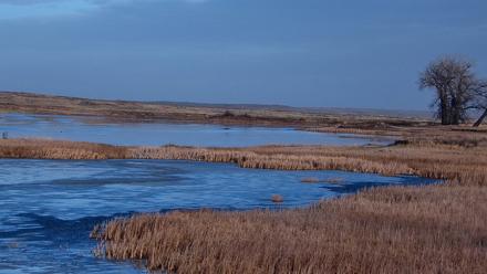 American Prairie Montana Bison Live Cam - Mar 7, 2026, 4:47pm MST