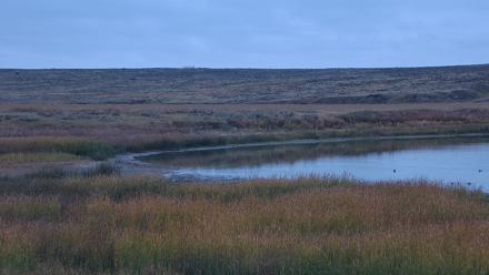 American Prairie Montana Bison Live Cam - Oct 15, 2025, 11:14am MDT