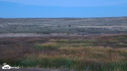 American Prairie Montana Bison Live Cam - Sep 25, 2026, 1:24pm MDT