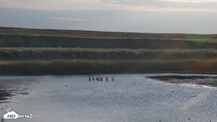 American Prairie Montana Bison Live Cam - Aug 31, 2026, 7:23am MDT