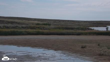 American Prairie Montana Bison Live Cam - Sep 23, 2026, 11:24am MDT