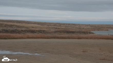American Prairie Montana Bison Live Cam - Oct 26, 2026, 6:15pm MDT