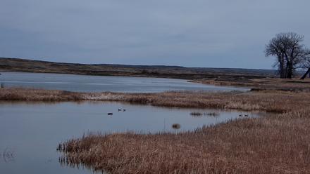 American Prairie Montana Bison Live Cam - Mar 28, 2026, 12:08pm MDT