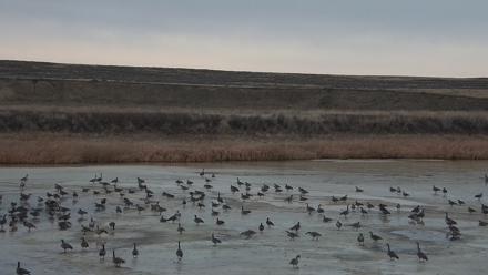 American Prairie Montana Bison Live Cam - Feb 9, 2026, 7:26am MST