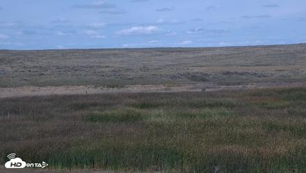 American Prairie Montana Bison Live Cam - Sep 15, 2026, 2:16pm MDT