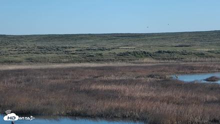 American Prairie Montana Bison Live Cam - May 12, 2026, 6:59am MDT