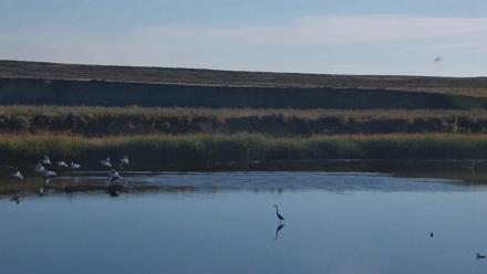 American Prairie Montana Bison Live Cam - Sep 24, 2025, 8:15am MDT