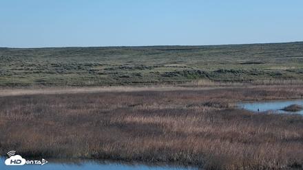 American Prairie Montana Bison Live Cam - May 12, 2026, 6:59am MDT
