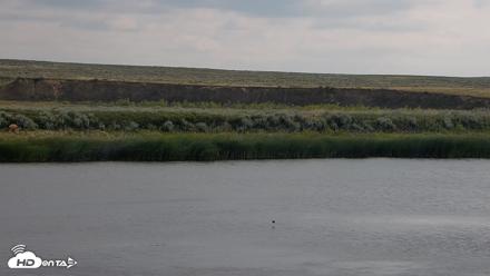 American Prairie Montana Bison Live Cam - Jun 30, 2026, 9:57am MDT