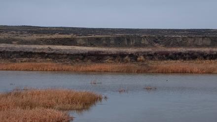 American Prairie Montana Bison Live Cam - Apr 3, 2026, 12:38pm MDT