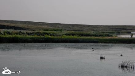 American Prairie Montana Bison Live Cam - Jul 25, 2026, 10:00am MDT